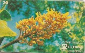 FLORES DO CERRADO - CHAPÉU DE COURO -