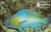 PEIXES - BUDIÃO - L