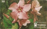 FLORES DO CERRADO - JALAPA-DO-CAMPO - L