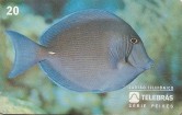 PEIXES - BARBEIRO -