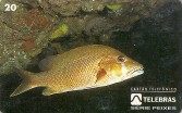 PEIXES - VERMELHO, DENTÃO OU CIOBA - L